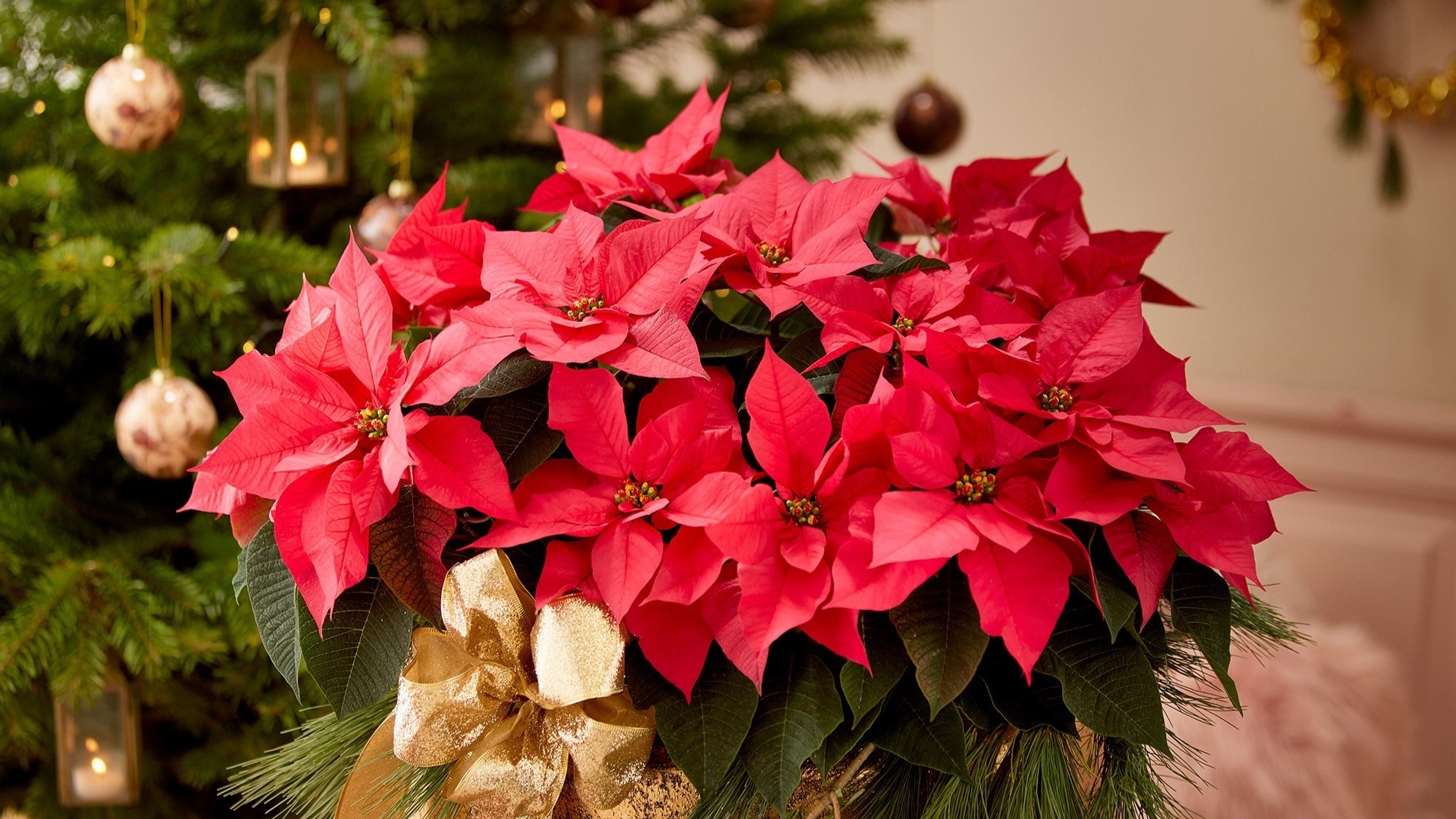 Foto NP producción flores de Pascua|Foto producción flor de Pascua